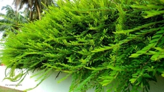 Cây Sơn Liễu