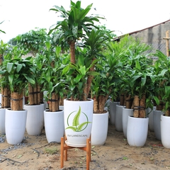 Thiết Mộc Lan ghép