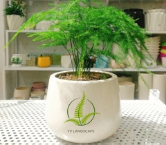 Cây Thủy Tùng