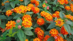 Cây Ngũ Sắc