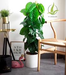 Cây Trầu Bà leo cột