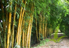 Cây Tre Sọc Vàng