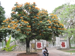 Cây Vàng Anh