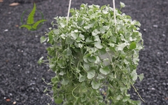 Cây Vẩy Rồng