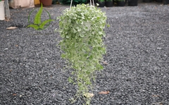 Cây Vẩy Rồng