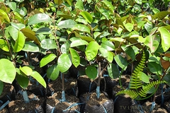 Cây Vú Sữa