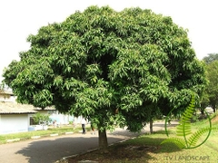 Cây Xoài