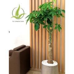 Cây Kim Ngân Trụ