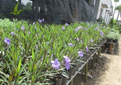 Cây Chiều Tím