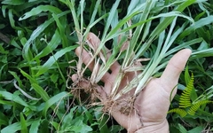 Cỏ lá gừng
