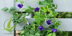 Cây Đậu biếc