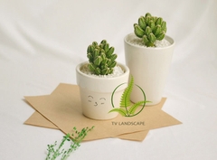 Cây Xương Rồng