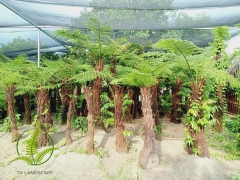 Cây Dương Xỉ Cổ