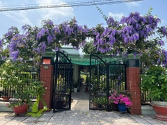 Cây Mai xanh