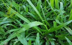 Cỏ lá gừng