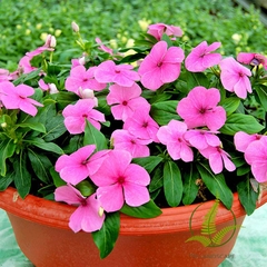 Cây Hoa Dừa màu