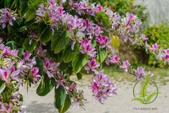 Cây Móng Bò