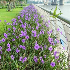 Cây Chiều Tím