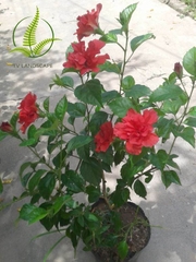Cây Dâm Bụt