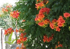 Cây Đăng tiêu