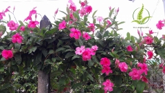 Cây Hồng anh