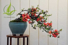 Cây Mai Đỏ