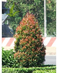 Cây Hồng Lộc