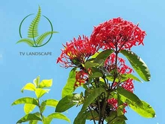 Cây Mẫu đơn Mỹ