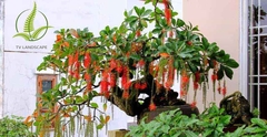 Cây Lộc Vừng