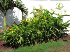 Cây Chuối Mỏ Két