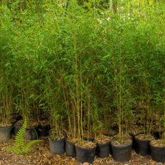 Cây Trúc Cần Câu