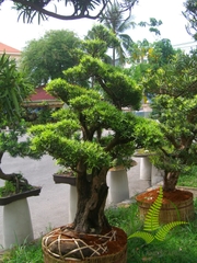 Cây Tùng La Hán