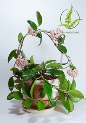 Cây Lan cẩm cù