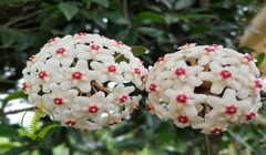 Cây Lan cẩm cù