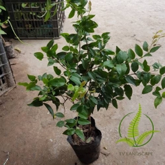 Cây Nho Thân Gỗ