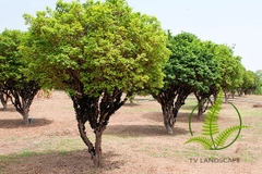 Cây Nho Thân Gỗ