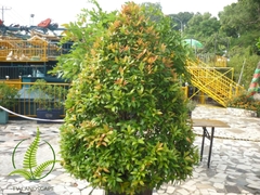 Cây Hồng Lộc