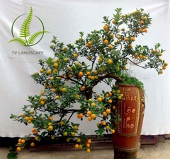 Cây Quất