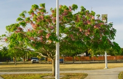 Cây Muồng Hoa Đào