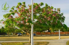 Cây Muồng Hoa Đào