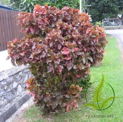 Cây Tai Tượng