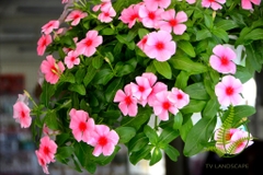Cây Dừa Cạn