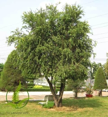 Cây Tràm Bông Đỏ