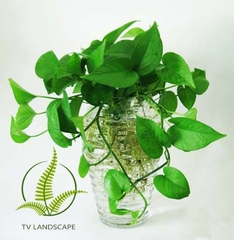 Cây vạn niên thanh thủy sinh