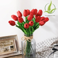 Cây Tulip