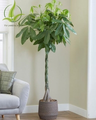 Cây Kim Ngân Xoắn