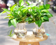 Cây vạn niên thanh thủy sinh