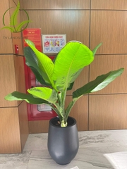 Cây Đại Phú Gia