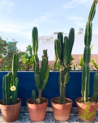 Cây xương rồng