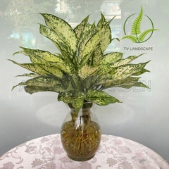 Cây Ngọc ngân thủy sinh